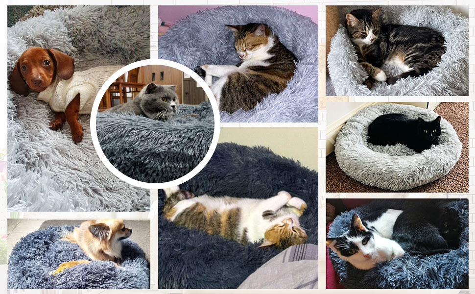cat bed 