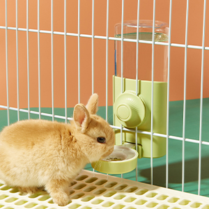 abreuvoir lapin