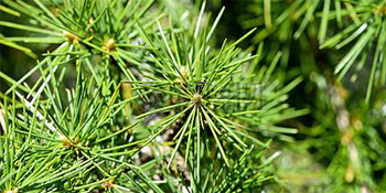 Boules en Bois de Cèdre