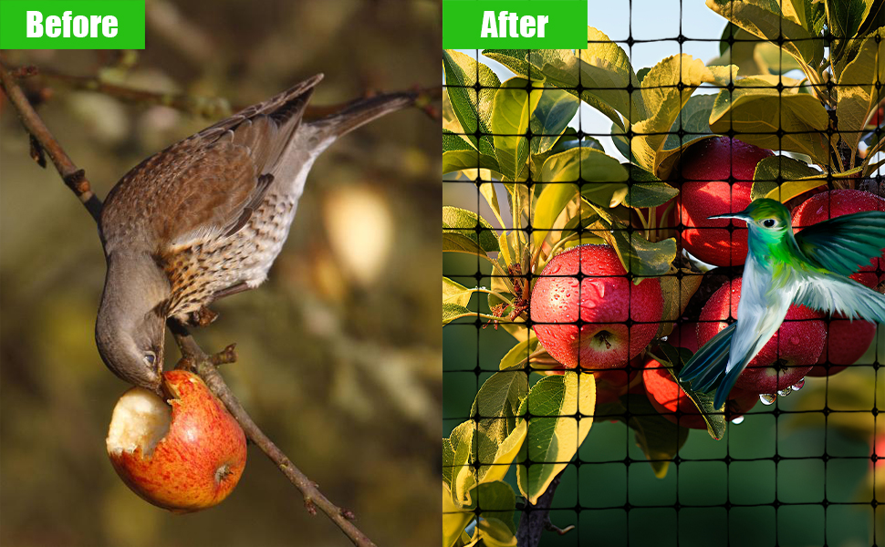 Images avant et après de filets anti-oiseaux. Avant : oiseau mangeant des fruits. Après : oiseaux colorés derrière un filet de protection avec des fruits