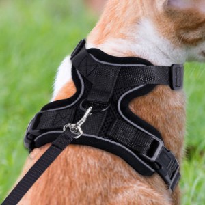 Harnais Chat/Harnais pour Chat/Laisse Harnais Chat Noir