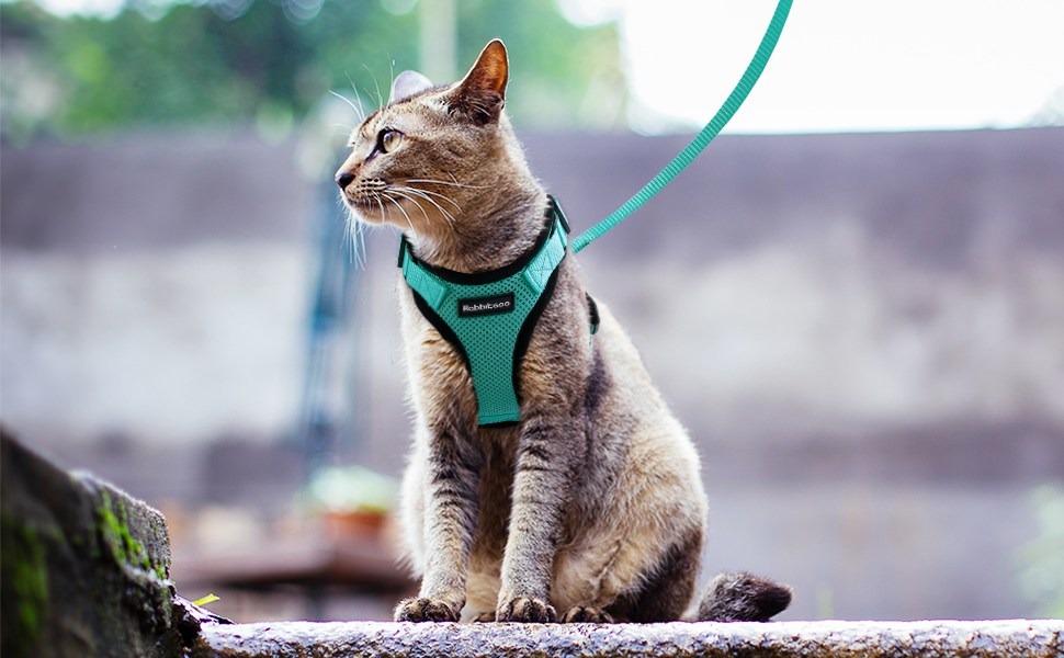 Harnais Chat/Harnais pour Chat/Laisse Harnais Chat Vert