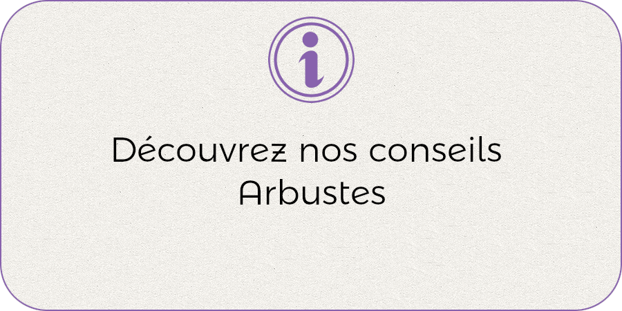 Découvrez tous nos conseils arbsutes !