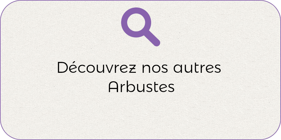 Découvrez nos autres arbsutes !