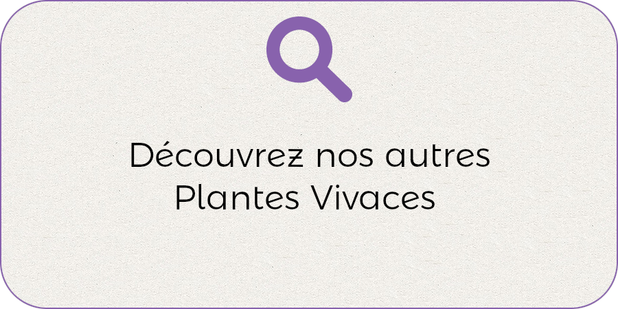Nos autres plantes vivaces !