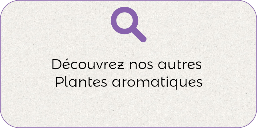 Nos autres plantes aromatique !