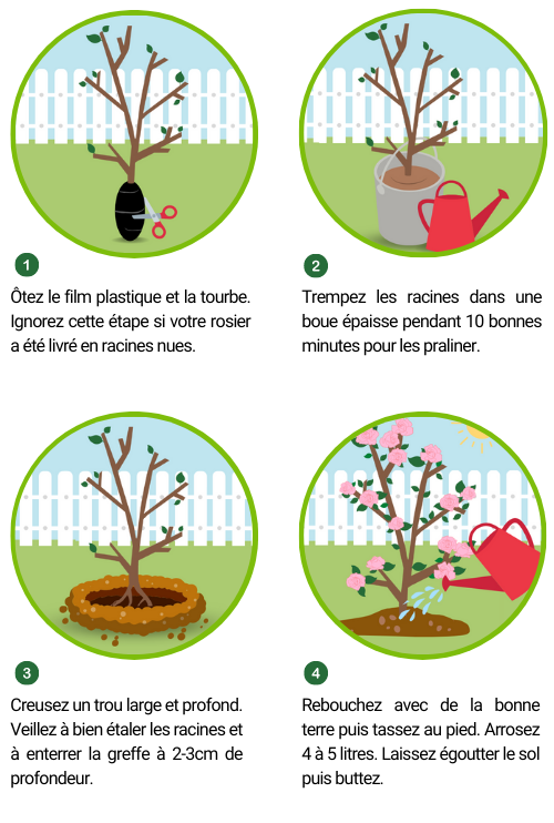 Conseils de plantation du rosier