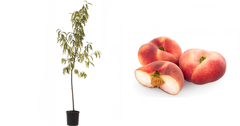 Albero da frutta Pesco Prunus persica DONUT Piante a radici nude