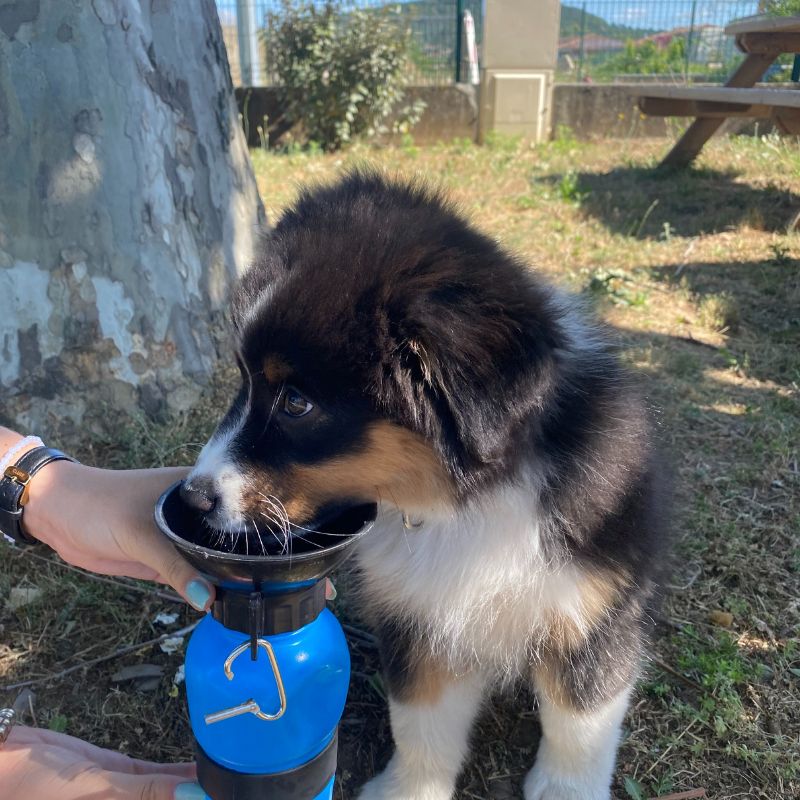 DOGWATER: Bottiglia Per Bere Per Cani -Cibi per cani in Italia AAHKMJXYDAFdJAOAIMEbOAchdvlHC555PCtNJ7VzCNL6cNV zY6DRgdVWVKh4C9iJS18e9oUkEVVX8nD028 QeBiVOT8fMdlAm2F2TMejg uVBU