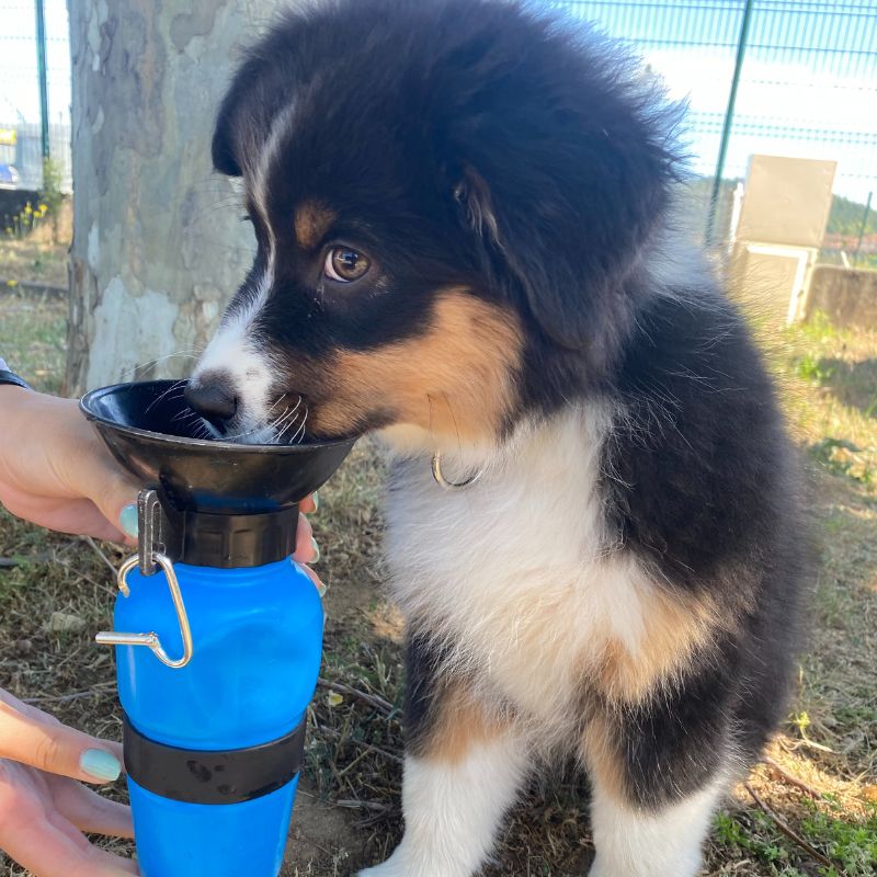 DOGWATER: Bottiglia Per Bere Per Cani -Cibi per cani in Italia AAHKMJXYDAFdJAOAIMEbOAchdvlHC555PCtNJ7VzCNL6cNV zY6DRgdVWVKh4C9iJS18e9oUkEVVX8nD028 QeBiVOT8fMdlAm2F2TMejg uVBU H1CTFPvwEvMhA StA1WKZsR4JHZFS41i7tlR9xTrXydPeaw04iu1JFhuIRn9DLsnnzEcf2kDY bDwBX4hNE=