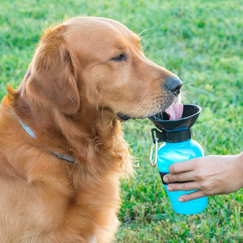 Bouteille d'eau abreuvoir portable pour chiens et chats - Bleue