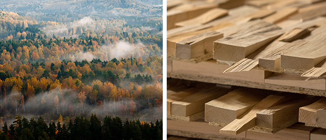 forêt fsc