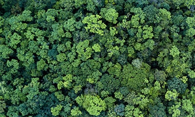 panel de madera ecologica