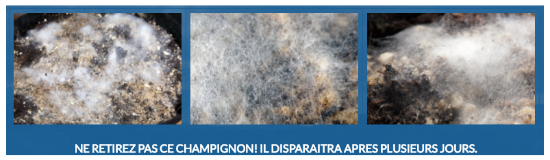 Mycélium bénéfiques aux cultures contenu dans Powder Feeding cro