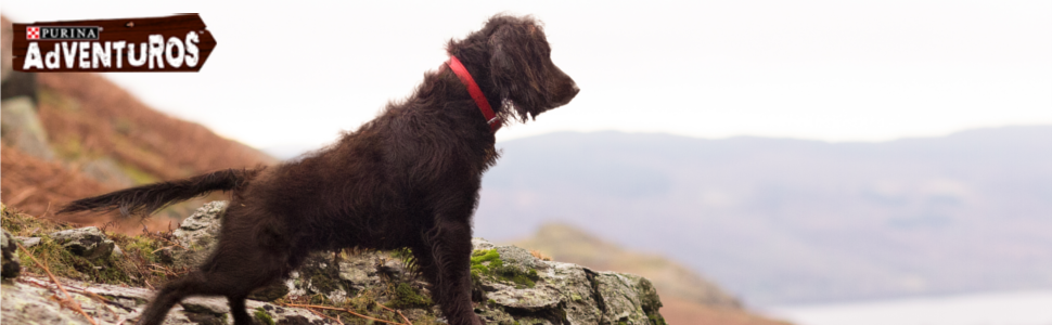 ADVENTUROS; CANE; SNACK; PURINA; CIBO SECCO