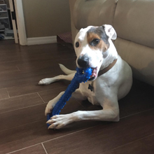 Juguete masticable para perros