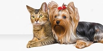 chien chat
