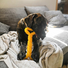 Juguete masticable para perros