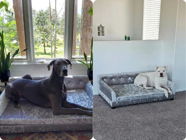 BingoPaw Lusso Divano per Cane Velluto XL Divanetto Taglia Grande Cuccia Chic Poltrona per Cani