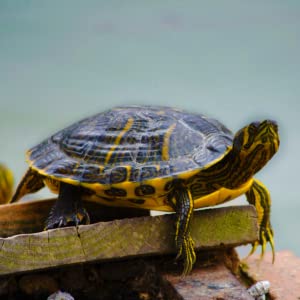 Lampada per rettili e tartarughe terrestri