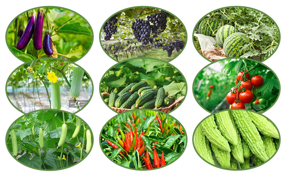 Grille de neuf photographies de forme ovale montrant divers fruits et légumes frais, notamment des aubergines, des raisins, des légumes-feuilles, des concombres, des piments et des tomates dans des jardins