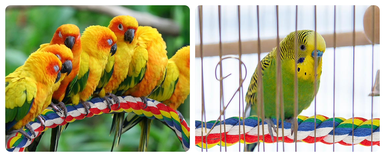 Split image: Left shows five yellow and orange parrots perched on colorful branch. Right displays single green parakeet in cage with multicolored perch.