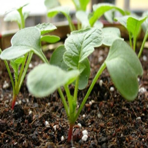 VEG Channel