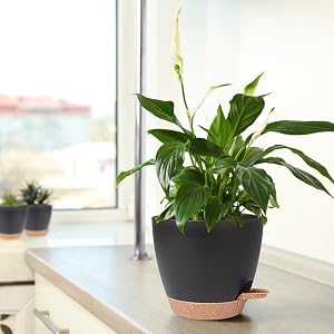 pots de fleurs suspendus