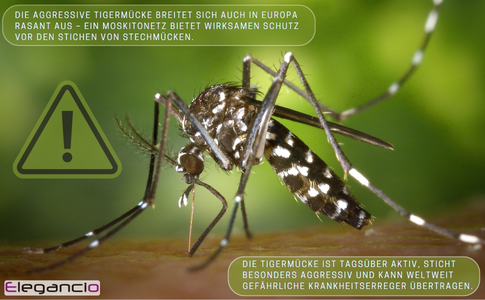 Photographie rapprochée d'un moustique rayé noir et blanc sur fond vert flou. Symbole en forme de triangle d'avertissement visible dans le coin. Le texte semble être en français au sujet de la transmission par les moustiques.