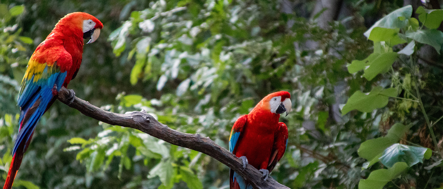 Two scarlet macaws with bright red, yellow and blue plumage perched on a wooden branch against a blurred green foliage background.