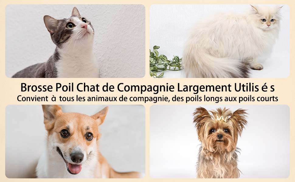 immagine del contenuto aplus