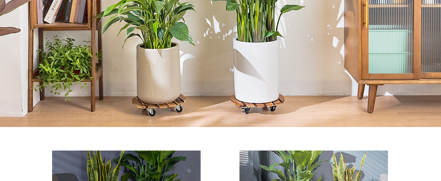 Trois plantes en pot sur des supports à roues. Deux grandes plantes dans des pots blancs et beiges, et une plante plus petite sur un support en bois. Plancher de bois franc visible.