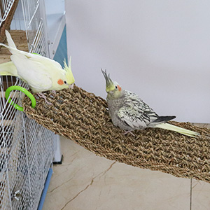 Bird Seagrass Mat