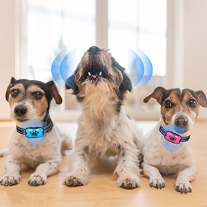 collier anti-aboiement gros chien