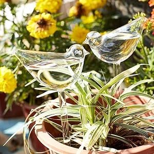 Riego de Pobes para plantas