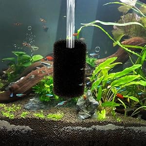 Aquarium filter in operation, releasing bubbles. Visible in planted tank with small fish. Dark sponge-like filter material attached to clear tube.