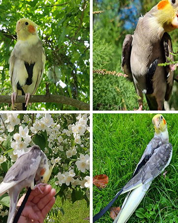 Four images of cockatiel parrots. Birds shown perched on branches, in flight, and interacting with flowers and grass in outdoor settings.