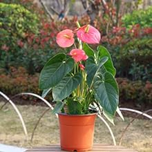Plant de bégonia rose en pot avec de grandes fleurs et des feuilles vertes, posé sur une surface avec des arroseurs visibles