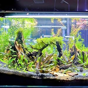 a planted tank with plants and plants