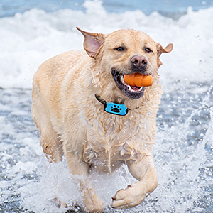 Collier Anti-aboiement Chien Rechargeable