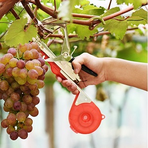Reliure pour plantes