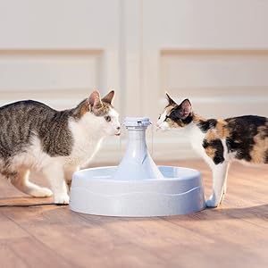 PetSafe fontaine à eau, hydratation, santé chien et chat