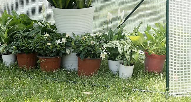 Green House