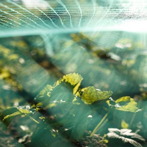 Birdnet