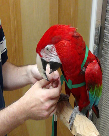 A vibrant red macaw parrot with blue and green wing feathers, wearing a green harness. Hands are visible, interacting with the bird.