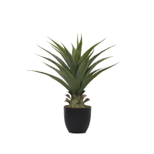 momo plant