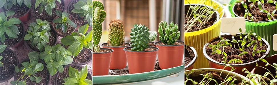 une variété de cactus en pot