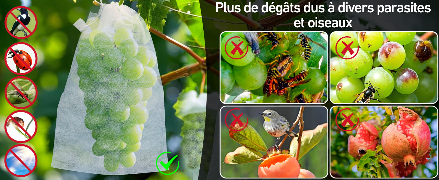 Sac à fruits protecteur recouvrant une grappe de raisin, avec des images incrustées montrant des ravageurs et des oiseaux endommageant divers fruits. Les icônes indiquent la protection contre les insectes, les oiseaux et les autres menaces.