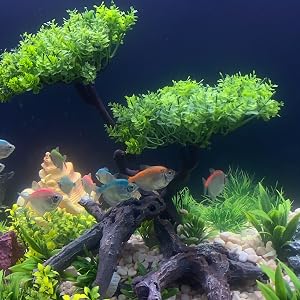 a fish tank with a tree