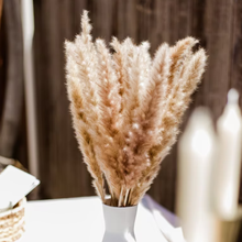 Herbe De La Pampa Naturelle Séchée 80pcs，15Pcs Blanc 15Pcs Brun 30Pcs Roseau 20Pcs Queue De Lapin, Bouquet De Fleurs Séchées Pour La Décoration De La Maison, Du Mariage Et Du Style Boho -Pas Cher Flore Calme Magasin AAHKMJXYDAFdJAOAIMEbOAchlkWZ0oakZn uVZ0mPidMNbILvCvspZ4oG3fPgIqc1P26RdPiG8KHKUtblW5 ULKvLD1OHzwX jolGWPZGyLZfI3gwuqthFqS6NIodwX6x6E9re